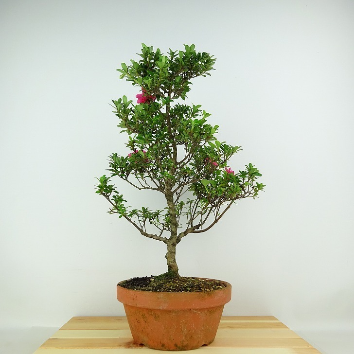 盆栽 皐月 ロージー 樹高 約36cm さつき Rhododendron indicum サツキ ツツジ科 常緑樹 観賞用 現品