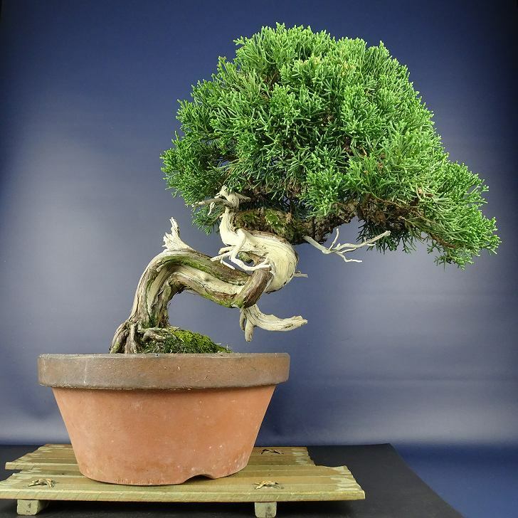 盆栽 真柏 樹高 約31cm しんぱく Juniperus chinensis シンパク “ジン シャリ” ヒノキ科 常緑樹 観賞用 現品