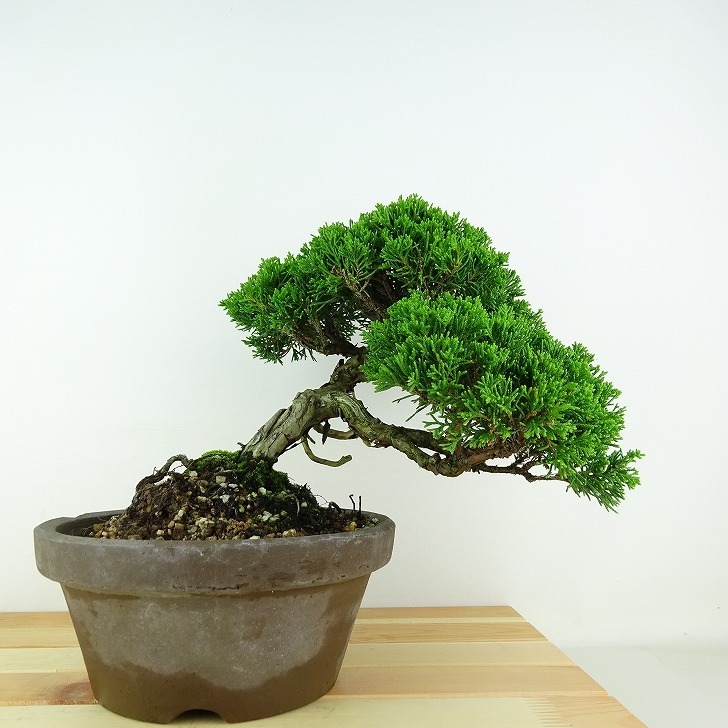 盆栽 真柏 樹高 約19cm しんぱく Juniperus chinensis シンパク “ジン シャリ ヒノキ科 常緑樹 観賞用 小品 現品
