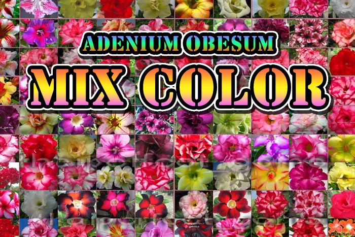 アデニウムファーム使用種子　Adenium obesum 種子50粒　アデニウム オベスム　　塊根