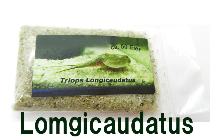 Triops Longicaudatus アメリカカブトエビ　　乾燥卵 　専用餌+解説書付き　カブトエビ