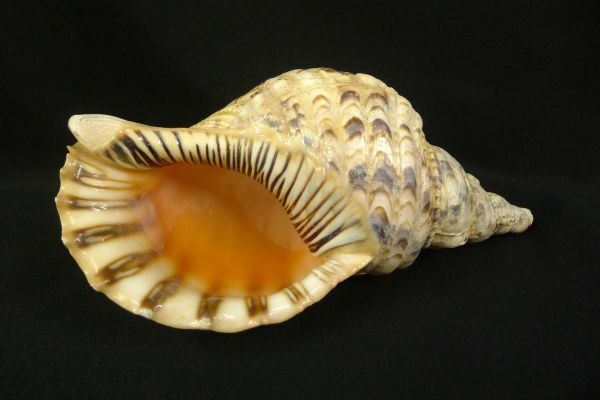 W140 法螺貝 ほら貝 ホラ貝 全長約27.5cm 置物 飾り物 インテリア オブジェ/80