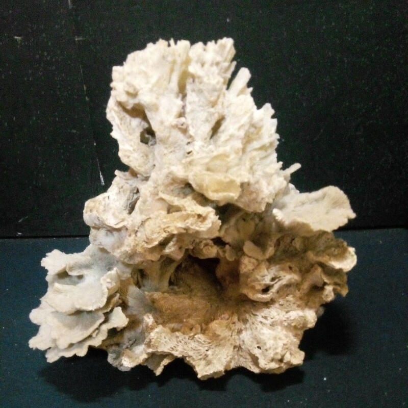サンゴ 珊瑚 サンゴ礁 白色 鑑賞用 インテリア オブジェ 置物 飾り物 アンティーク 