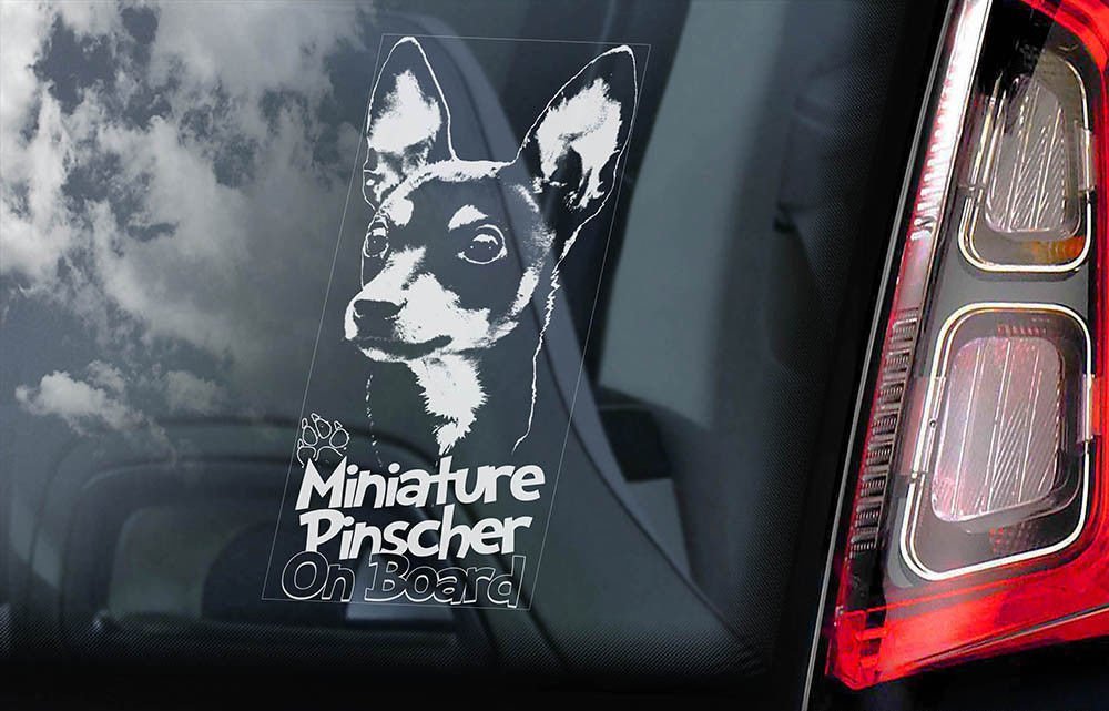 ◆微難【ミニチュア・ピンシャー】外張り カーステッカー 220x100mm@外貼り カー ステッカー ウインドウ シール DOG ON BOAD 犬D3 2522-1N