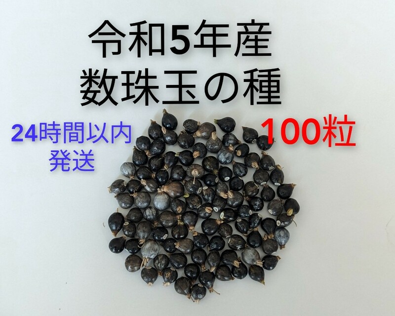 送料無料【数珠の種】令和5年度 山梨県産★数珠玉　手芸用　お手玉　ブレスレット　数珠の木の栽培用に　スピード発送　100粒　新物