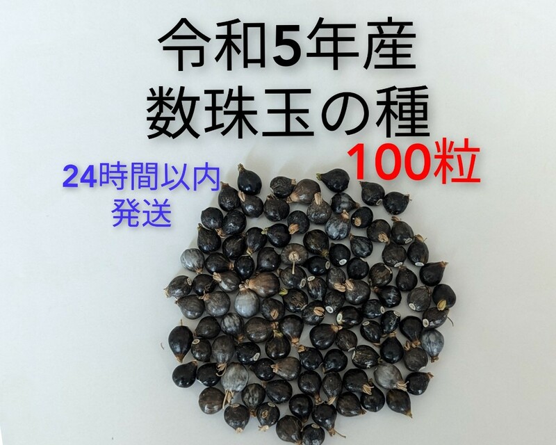 送料無料【数珠の種】令和5年度 山梨県産★数珠玉　手芸用　お手玉 ブレスレット　数珠の木の栽培用に　スピード発送　100粒　新物　複数有