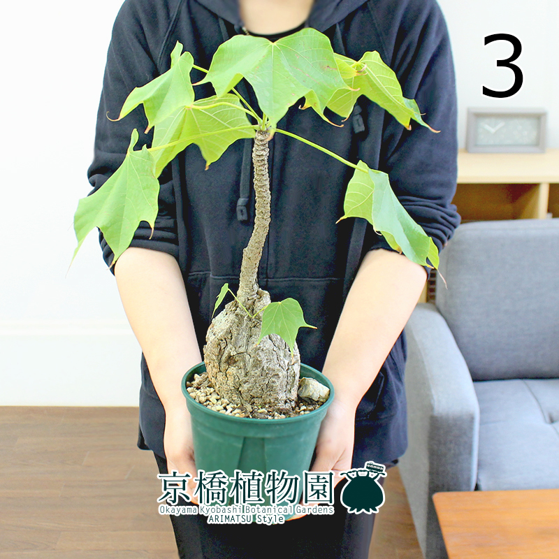 【現品】フィルミアナ・コロラータ 5号 緑鉢（3）Firmiana colorata