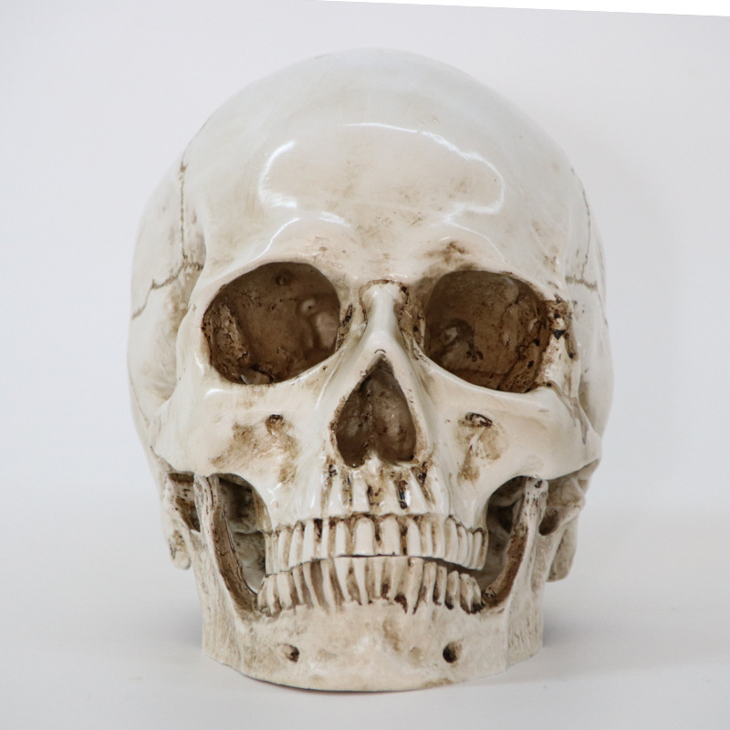 医療モデル 1:1 人間 頭部モデル 頭蓋骨 解剖学 レプリカ 樹脂 インテリア 装飾 アンティーク 雑貨 ハロウィン スカル 髑髏 骸骨