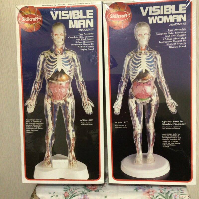 『VISIBLE MAN』『VISIBLE WOMAN 』ANATOMY KIT 人体模型