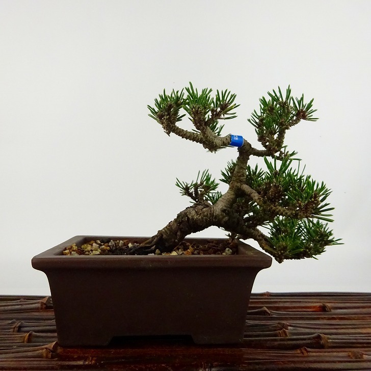 盆栽 松 黒松 寿寸松 樹高 上下 約9cm くろまつ Pinus thunbergii クロマツ 寸松 マツ科 常緑針葉樹 観賞用 小品 現品