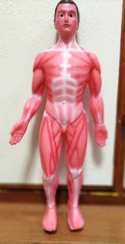 人体模型 アナトミー
