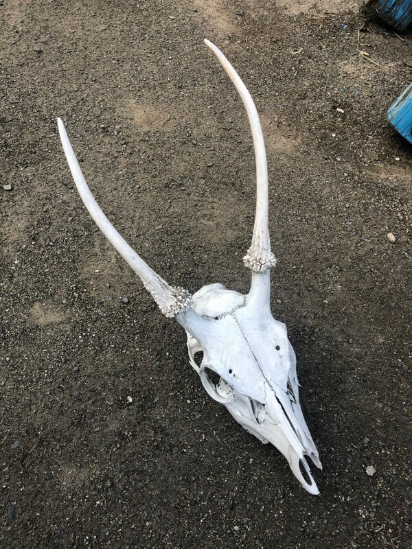 天然　鹿の角　頭蓋骨　無塗装　ジャンク　315