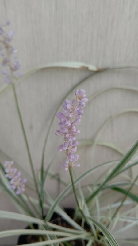 ♪ひなた♪斑入り　ヤブラン　シルバードラゴン　紫の花