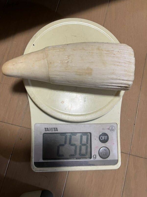 鯨歯　258g マッコウ鯨　抹香鯨　ウニコール　東洋彫刻　根付素材　原木　材料　3