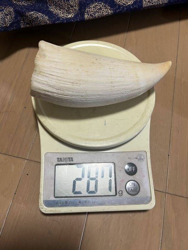 鯨歯　287g マッコウ鯨　抹香鯨　ウニコール　東洋彫刻　根付素材　原木　材料　5