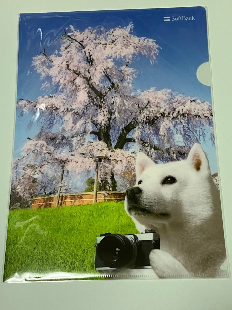 桜☆　非売品クリアファイル　ソフトバンク　お父さん犬　2016春