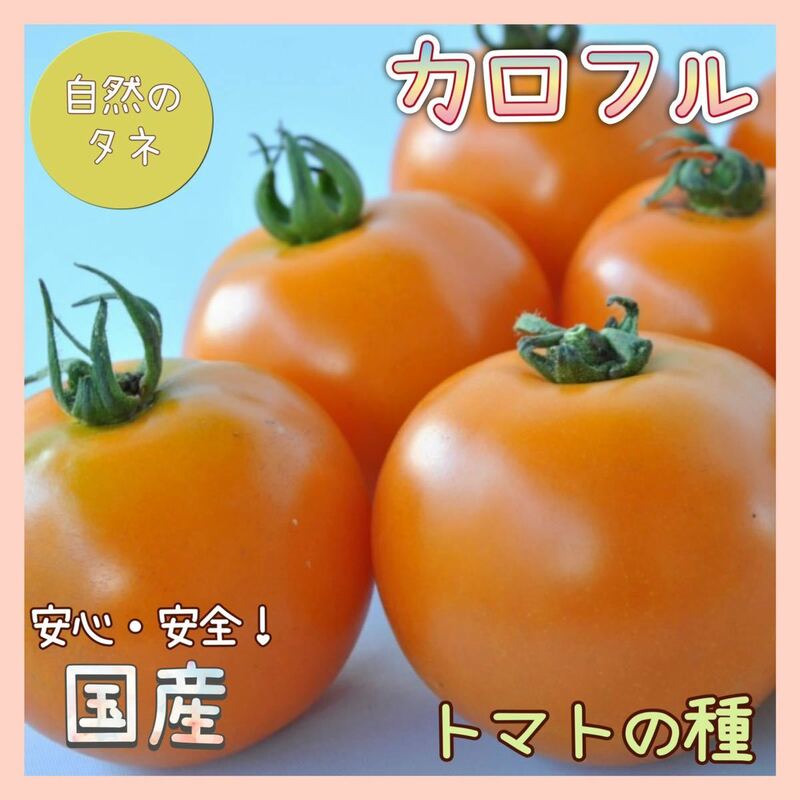 【国内育成・採取】 カロフル 家庭菜園 種 タネ トマト 野菜