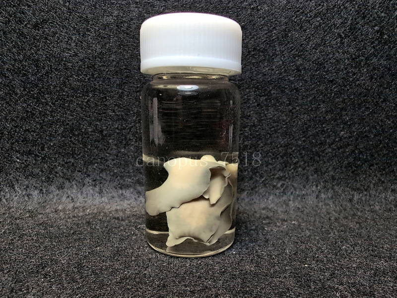肝蛭 標本 3匹 0808-1 寄生虫 カンテツ かんてつ ホンシュウジカ 鹿 シカ 肝臓