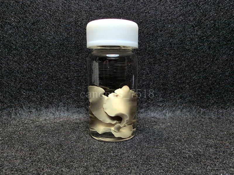 肝蛭 標本 3匹 0808-2 寄生虫 カンテツ かんてつ ホンシュウジカ 鹿 シカ 肝臓
