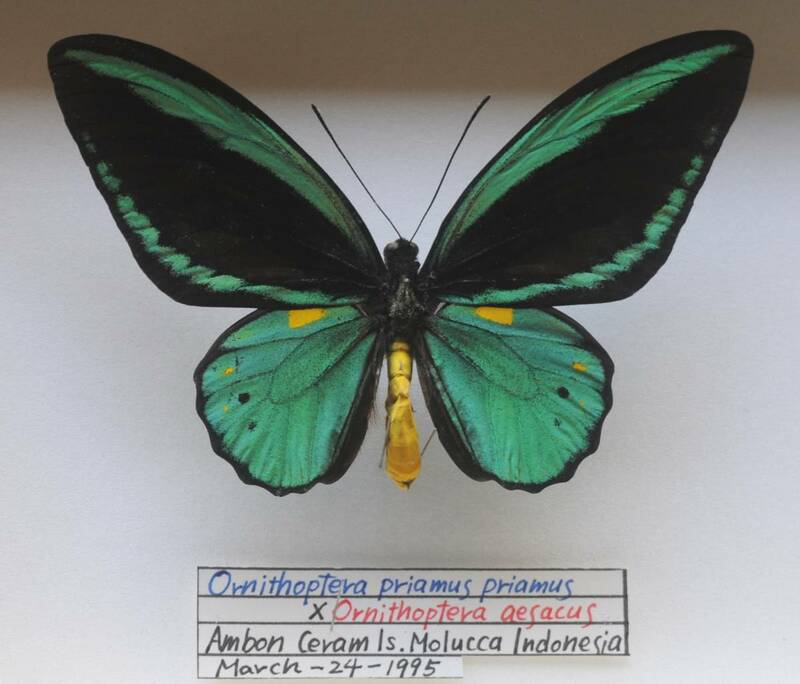 外国産蝶標本　貴重稀少―priamus♂×aesacus♀―これまでに存在しなかった色調のハイブリッド（種間雑種）を出品いたしました。