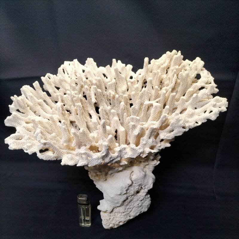 激レア　ミドリイシ　テーブルタイプ　サンゴ　珊瑚　デスロック　ライブロック　置物　マリンアクアリウム