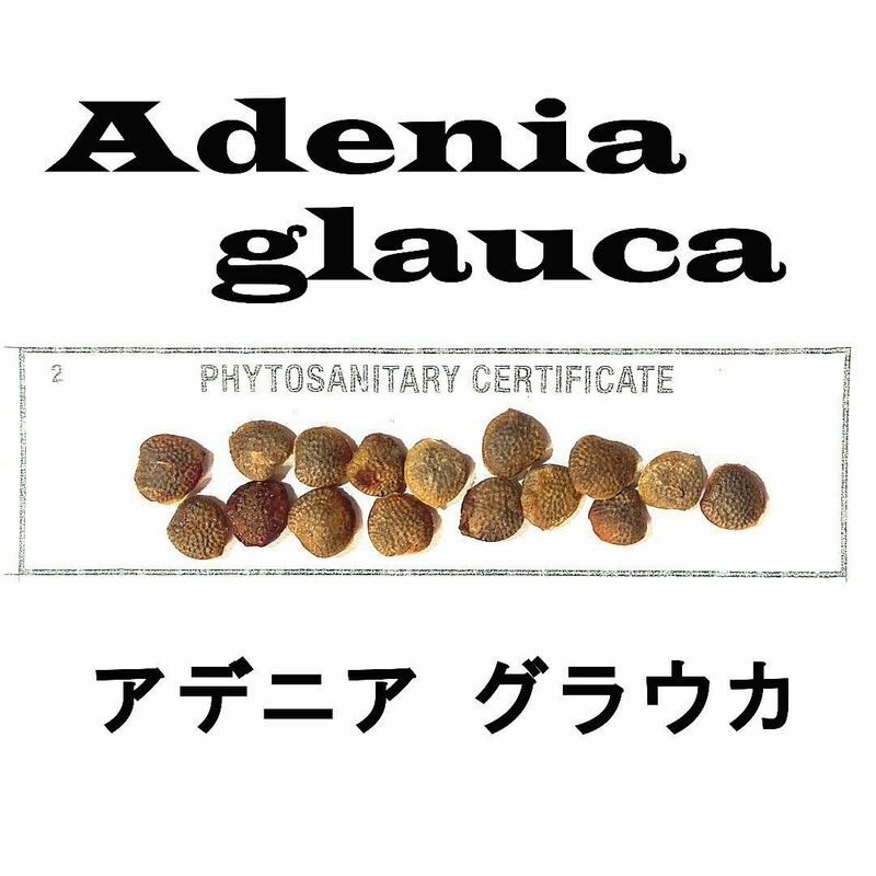 12月入荷 アデニア グラウカ 5粒 種 種子 証明書あり