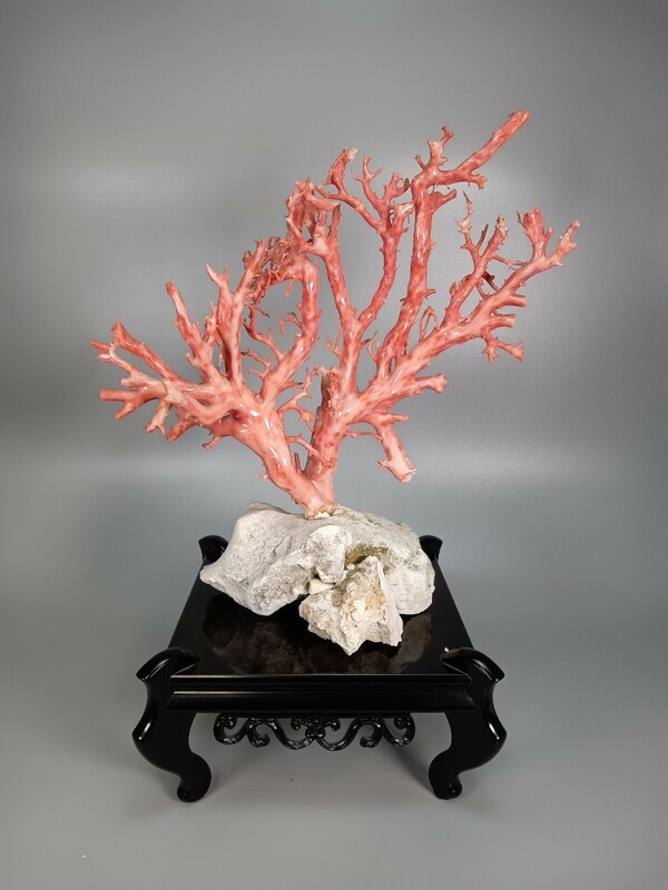 D0343BHZ 天然赤珊瑚 の原木 サンゴ 赤珊瑚 珊瑚 置物 美品 唐木台付 高約 39cm 幅約35cm 総重量 3451g 