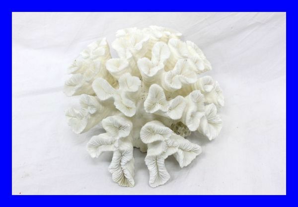 ●白珊瑚礁 直径38㎝ サンゴ礁 さんご礁 置物 オブジェ 海水魚 水槽装飾品 インテリア Z1875