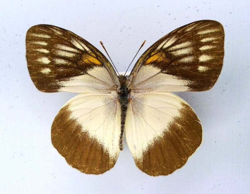 蝶　標本　オオメスシロキチョウ　paluensis　♂　Sulawesi Is.