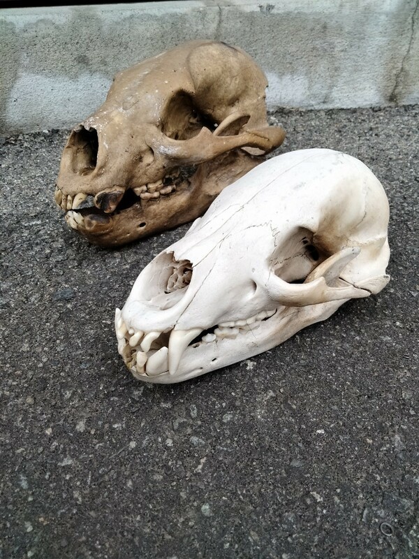 熊　月輪熊　頭骨　スカル　標本　