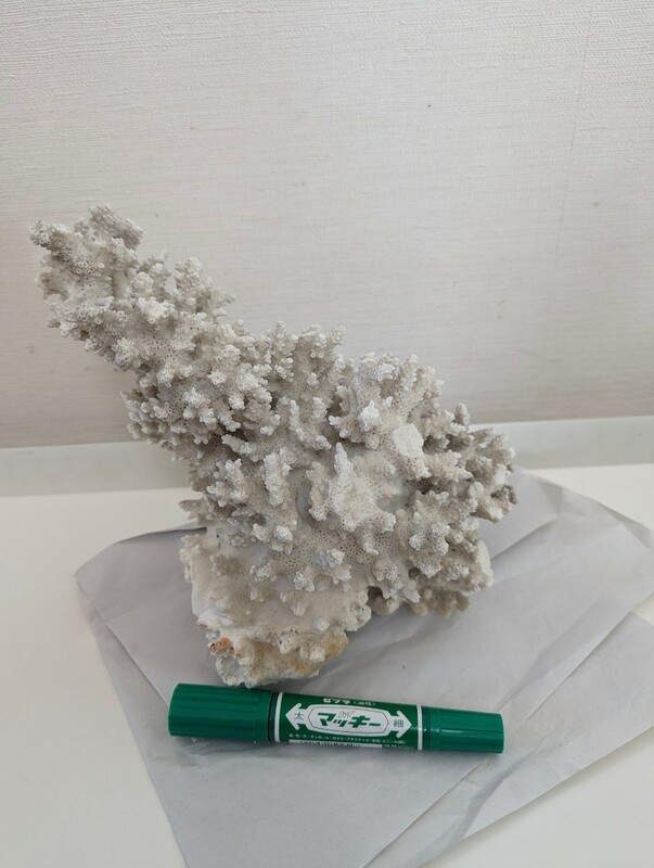 珊瑚礁　サンゴ 置物 20×17cm ■オブジェ 白珊瑚 インテリア アクアリウム★飾り　天然サンゴ　インテリア 置物