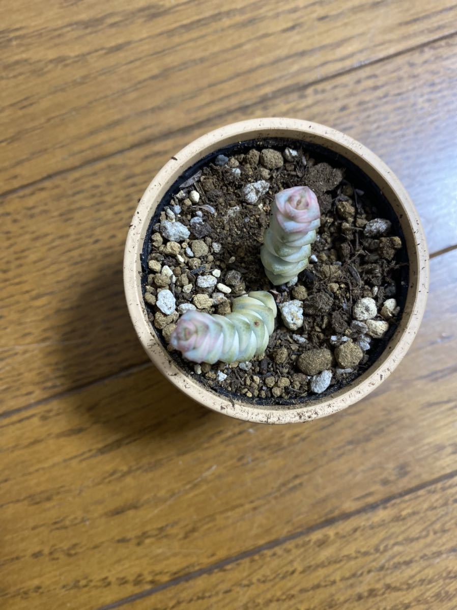 多肉植物　多肉　ファンタジー　斑入り　1本　送料73円