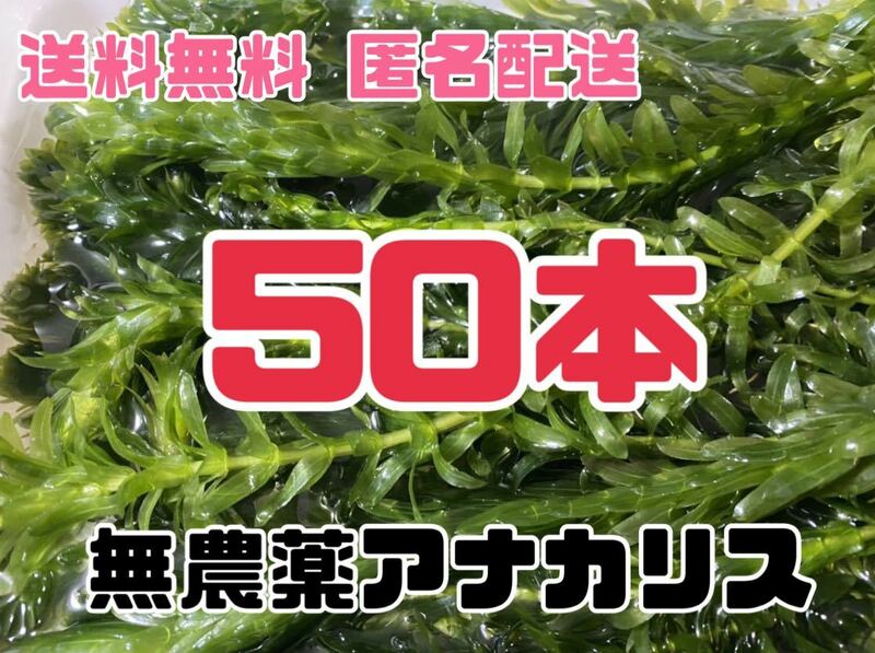 送料無料 無農薬アナカリス オオカナダモ 50本 即決価格 ザリガニ エビ 金魚 メダカ 熱帯魚 金魚草 金魚藻 水草 ビオトープ