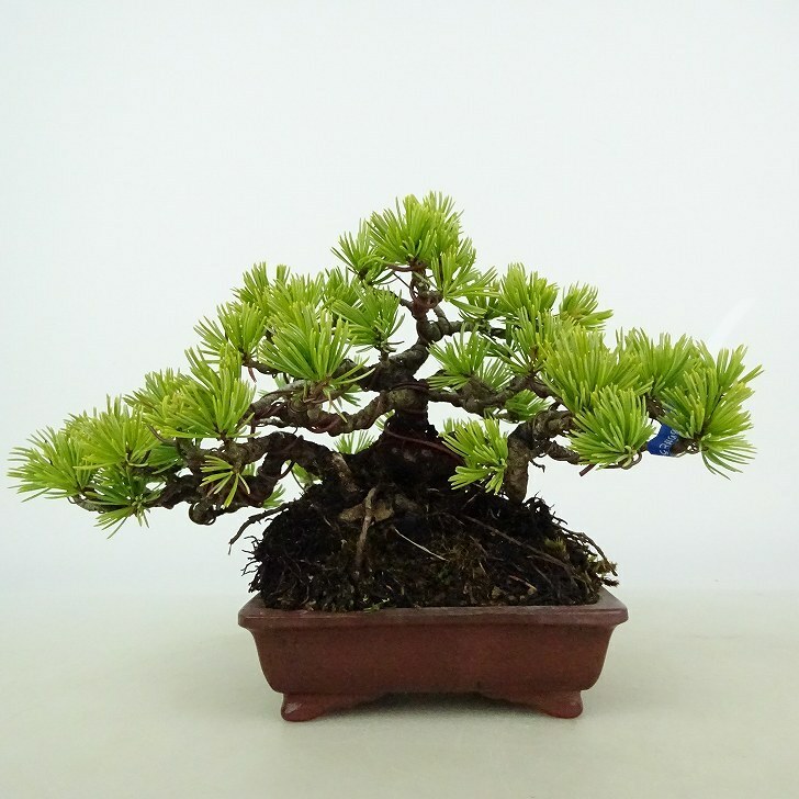 盆栽 松 五葉松 樹高 約11cm ごようまつ Pinus parviflora ゴヨウマツ マツ科 常緑針葉樹 観賞用 小品 現品