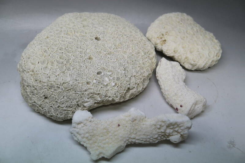 天然 白化サンゴ 珊瑚 白サンゴ 菊目石 園芸 水草 アクアリウム いろいろ4点