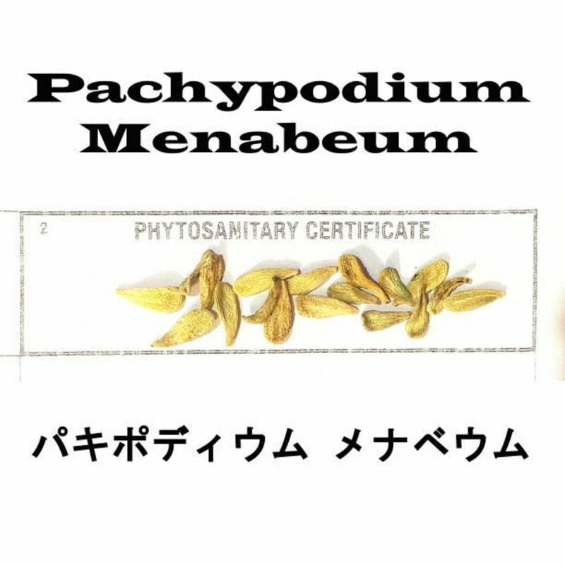 12月入荷 10粒+ パキポディウム メナベウム 種子 種 証明書