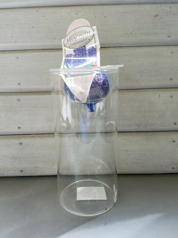 送料無料　球根を水栽培できるガラス花瓶　バルブベースL（kygy4070）☆サボテン 多肉 観葉 フラワーベース 