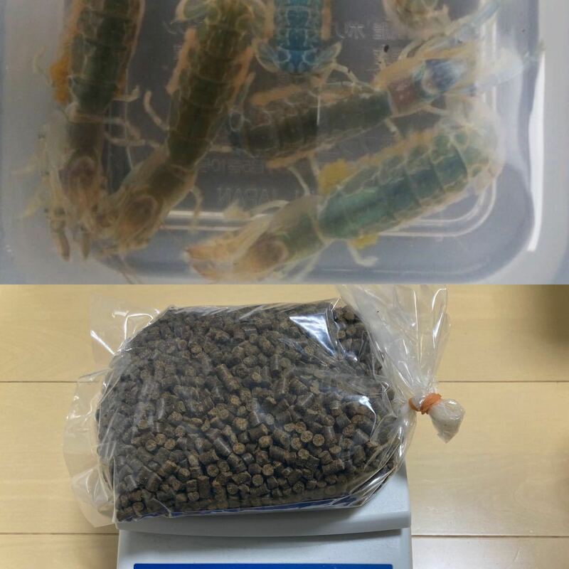 【入札前に注意事項の確認を】活カメジャコ（小）30匹とペレット 1kg★筏★黒鯛★クロダイ★★筏★クロダイ★チヌ★ボケ★