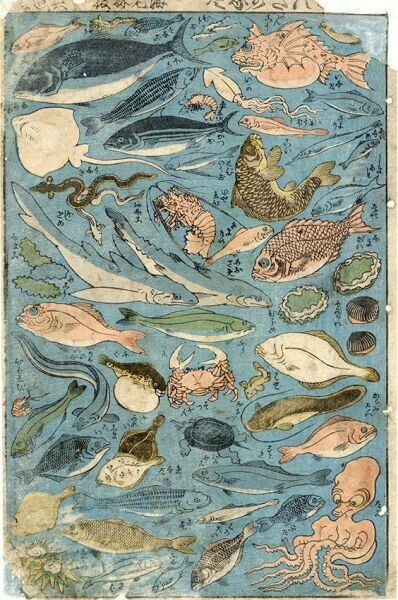 「志ん版魚づくし」浮世絵　36×23.5　錦絵　木版画　魚