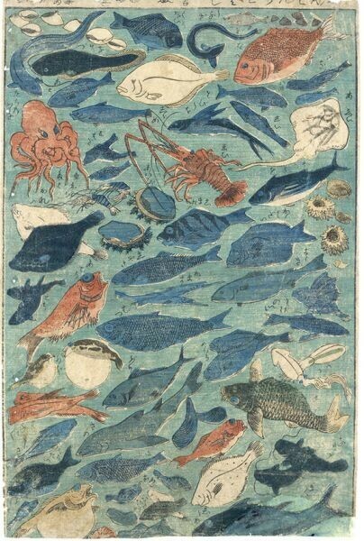 「志ん版魚づくし」浮世絵　34.3×22.8　錦絵　木版画　魚