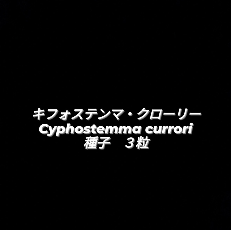 希少　キフォステンマ　クローリー/Cyphostemma currori　種子　3粒