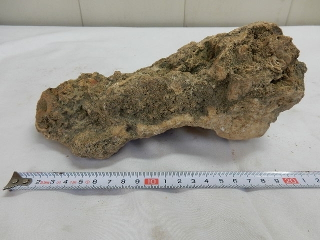 珍品！！【 パキスタン タキシラの石 破片 】(22×11×9cm) 希少コレクション 古い鉱物 ガンダーラ
