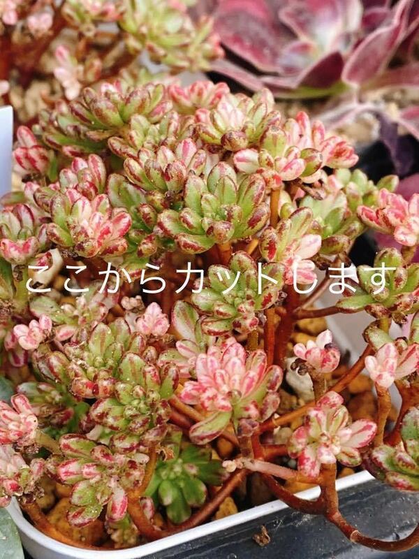 小人の祭錦　多肉植物 カット苗　 1カット　韓国苗　錦　アエオ　アエオニウム　レア　Seewee_Succulents