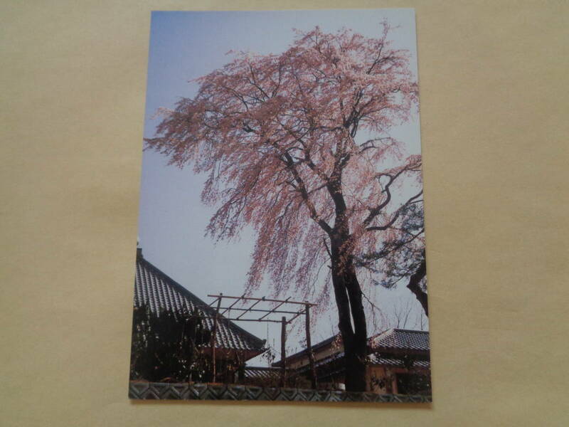 絵葉書　三春のさくら　法華寺の紅枝垂れ桜