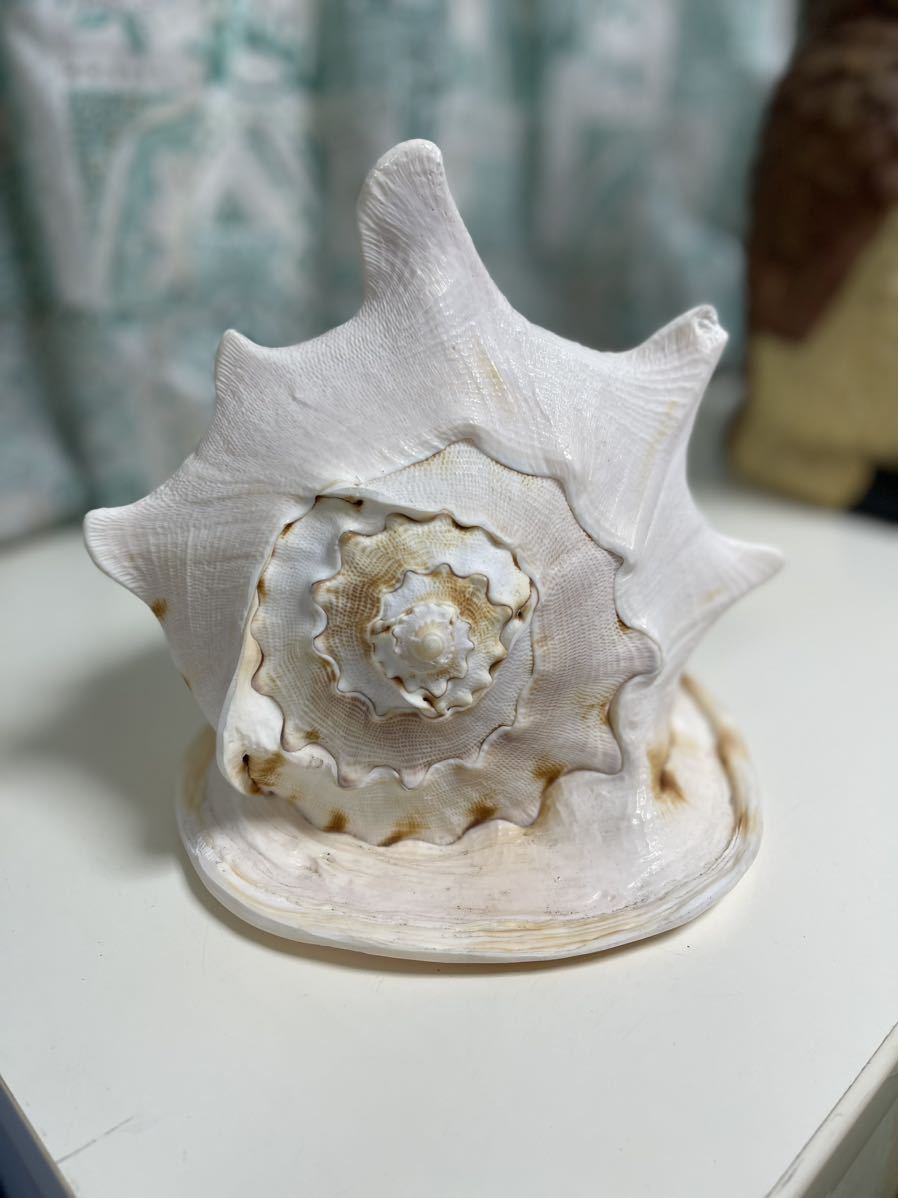 トウカムリ　貝　置物　インテリア 約25×20×20㎝　Ｑ-8