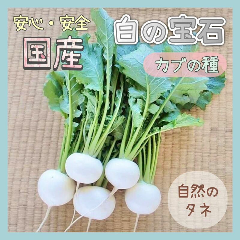 【国内育成・採取】 白の宝石 家庭菜園 種 タネ カブ 野菜