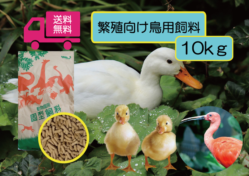 ①送料無料 大袋1袋【アヒル・コールダック用繁殖、ヒナ向け飼料】10ｋｇ　 水鳥全般、トキ用として