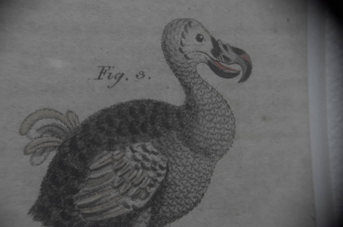 博物画　ドードー　鳥　dodo