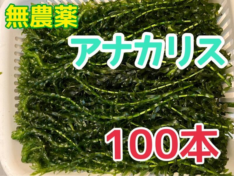 限定サービス品無農薬 アナカリス 100本 エビ金魚ザリガニ熱帯魚水草メダカめだか オオカナダモ 餌 金魚藻 金魚草