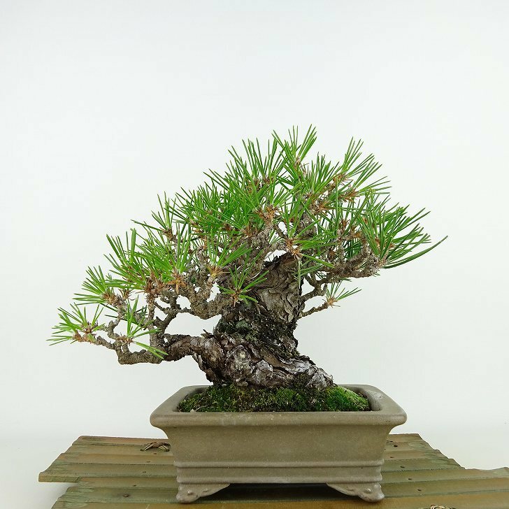盆栽 松 黒松 樹高 約18cm くろまつ Pinus thunbergii クロマツ マツ科 常緑針葉樹 観賞用 小品 現品
